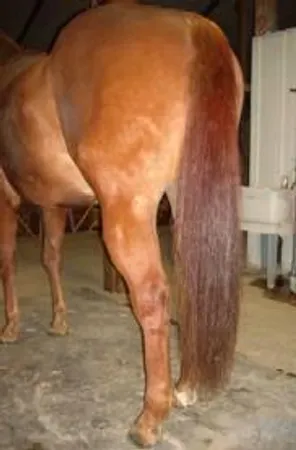 What's the part called at the top of a horse/Ponies tail?