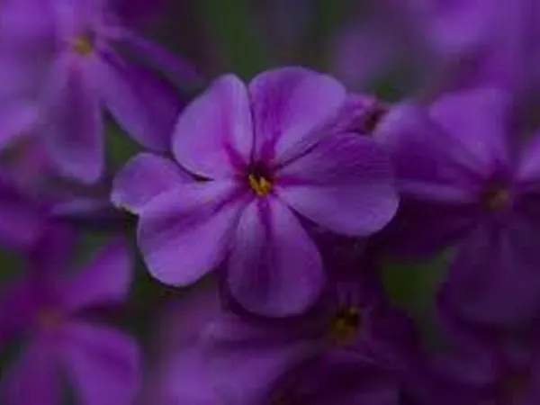 Do i like flowers?