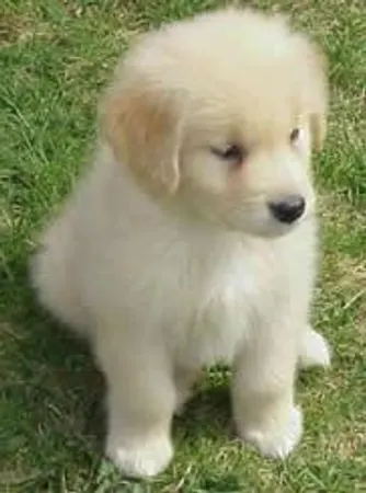 You see a puppy in front of you...
