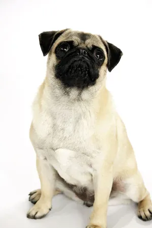 What is your favorite type of pet?
