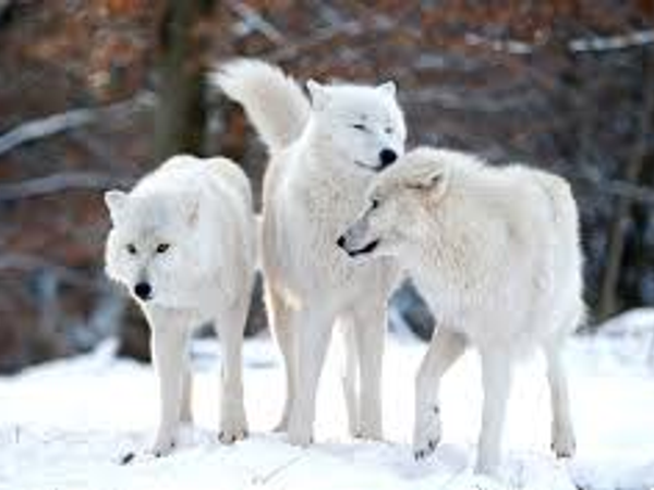 wolf or no