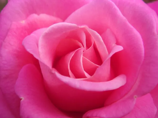 Which flower speaks to you?
