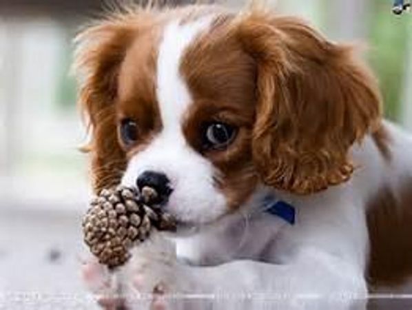 What kind of dog?