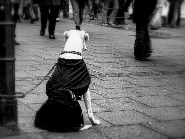 How does your dog react to strangers approaching your home?