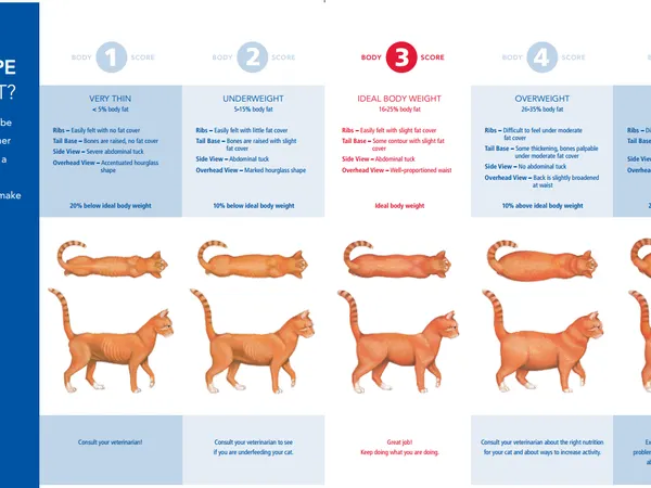What is your ideal pet?