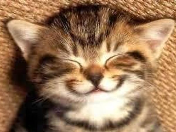 What Is Your Favorite animal