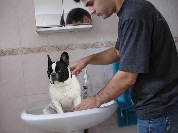 How does your dog react to getting a bath?
