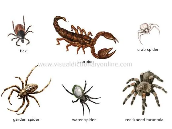 Are you afraid of spiders and arachnids?