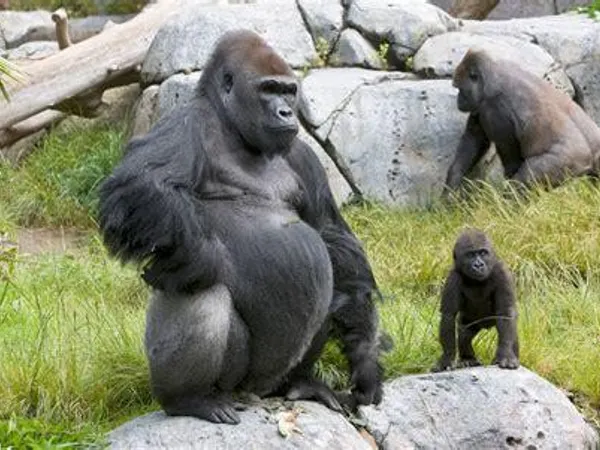 Every animal in the world goes to one big orgy party on a cruise called "noah's arc." whos the most domineering species in everyones ass