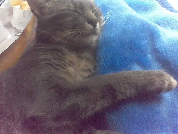 Can this kitty make you say aww?