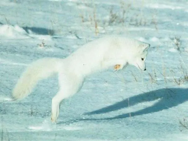 The Arctic Fox leaps away.
