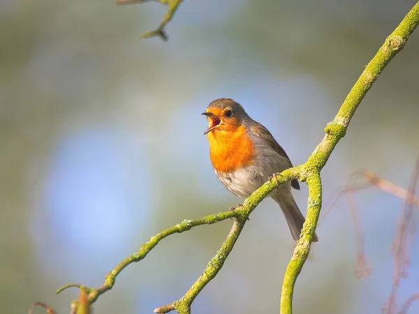 Do you like to sing?