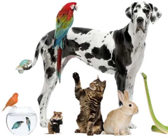 What would you want as a pet?