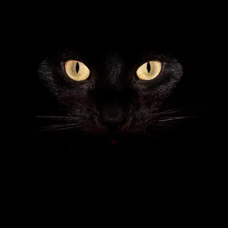 Hello my name is Brokenstar welcome too starclan you are now my enemy get ready too die