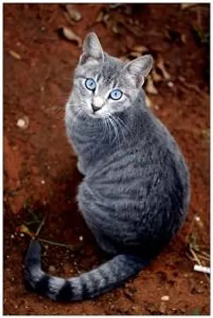 You leave your den when Nightkit says, "Wanna go into the forest?" and you say yes. Out there, when he's not looking, an enemy Clan cat takes you! You-