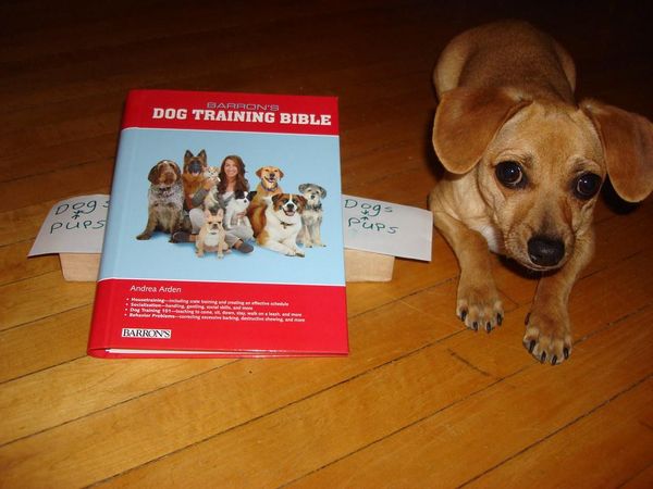 What is your opinion on pet socialization?