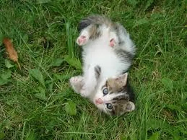 Your on your way home from school, and you come across a stray kitten, what do you do?