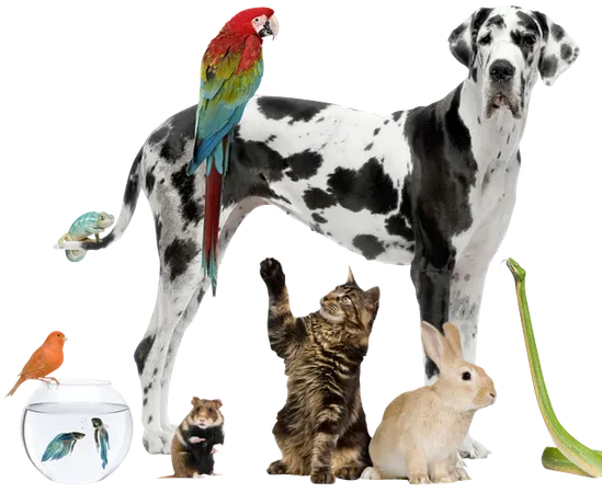 Which pet, out of these, would you most want to have?