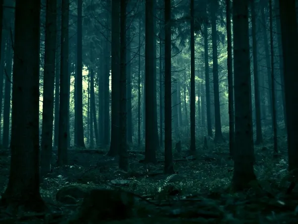 Sally: Um, do you like the forest?