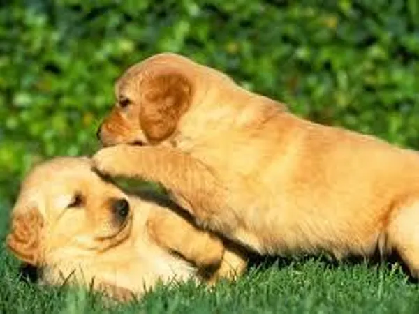 Pick a dog toy