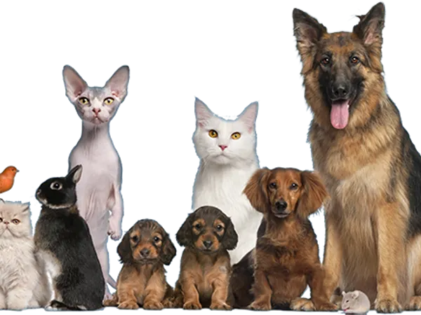 Favorite animal?