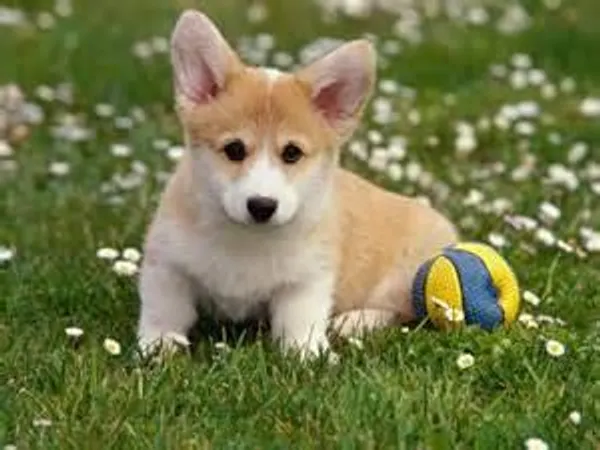 Your favourite type of pet is a...