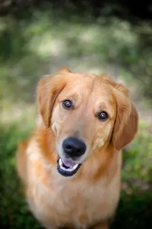 What’s your dream pet?