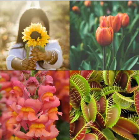 What is our favourite flower?