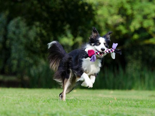 How important is exercise for pets in your opinion?