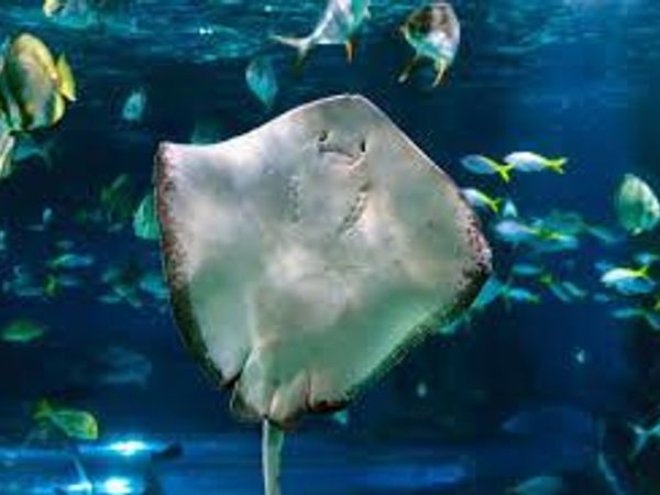 If you were an ocean animal, you'd be a...