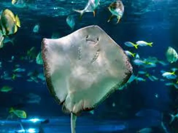If you were an ocean animal, you'd be a...