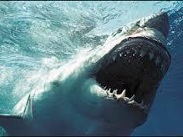 Out of these animals which is the most powerful to you.