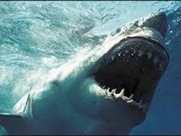 Out of these animals which is the most powerful to you.