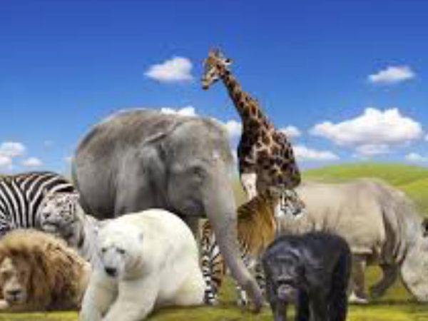 What is the best animal out of these?