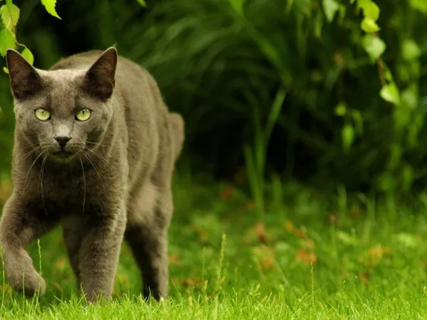 you see a rogue cat on your territory what do you do?