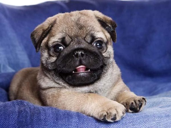Would you eat this puppy if you were hungry? It's still alive and whimpering as you devour it alive.