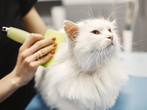 How do you handle pet grooming?