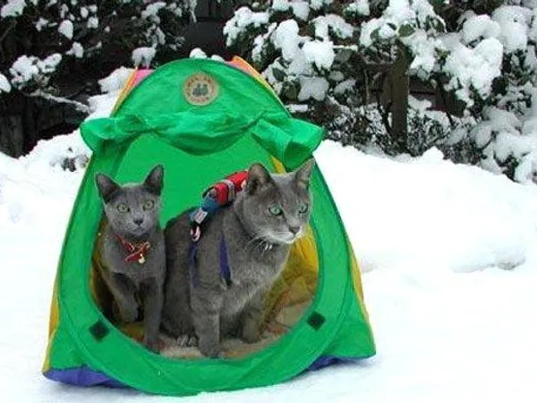 Do you like camping?