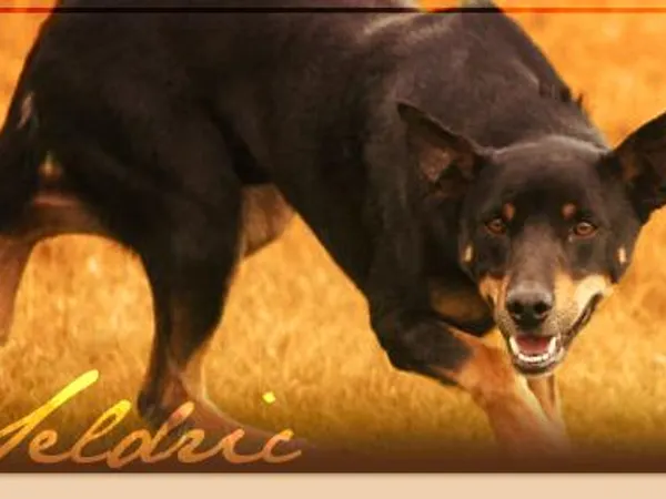 Someone in your clan invaded your camp with dogs what section of cats do you save?