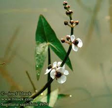 Favorite Plant out of these?