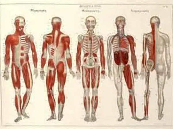 how bout' anatomy