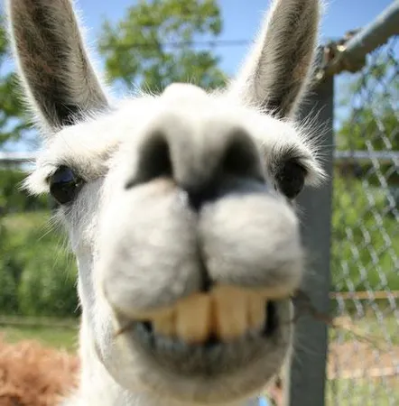 The llama song?  (If you don't know it, click nah)