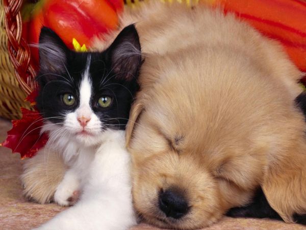 Which pet is best?