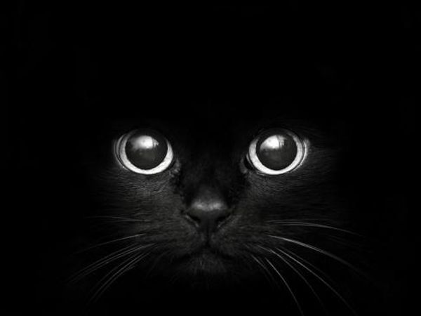 Did you like: Warriors Cat Names part1?