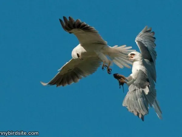 You must land an attack. He's gaining on you, and the only way to win this is to fight back!