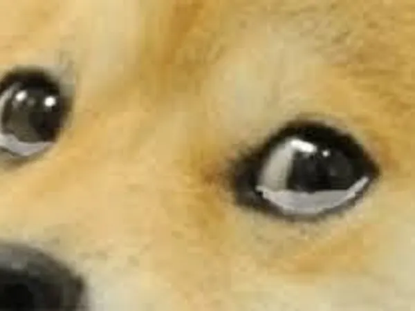 Do you like Doge/Doge meme?