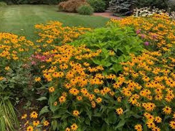 How do you choose plants?