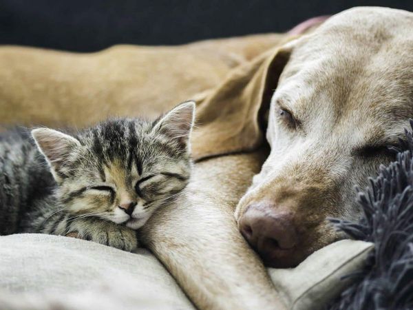 What type of pet do you prefer?