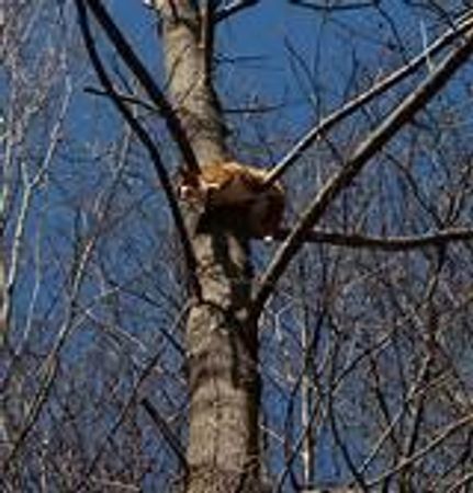 if you saw a cat in the tree what would you do