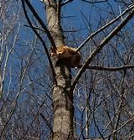 if you saw a cat in the tree what would you do